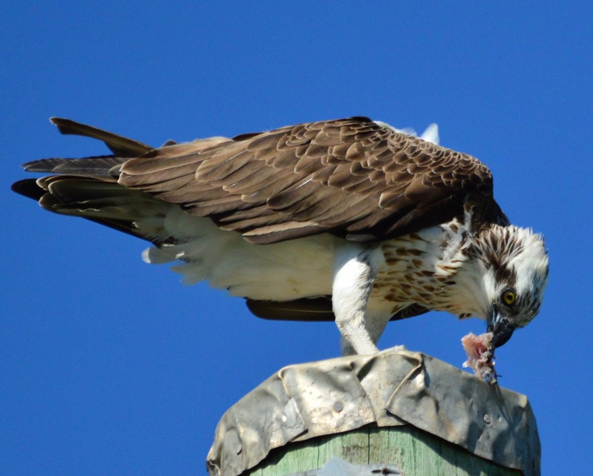 osprey bird information